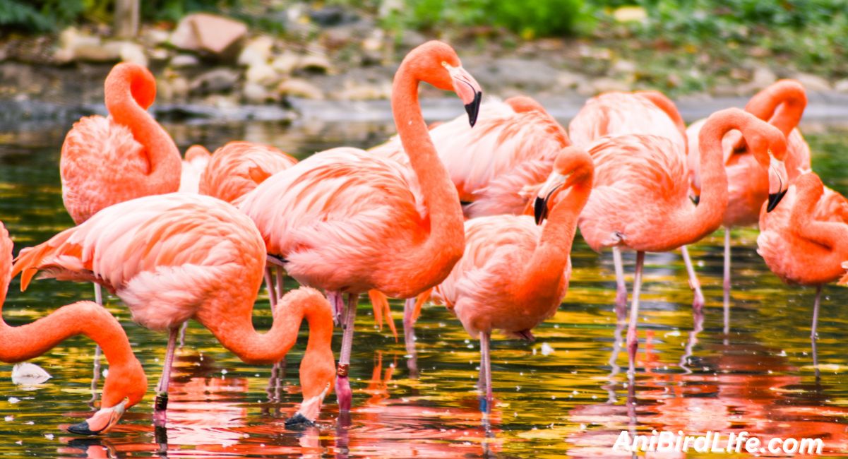 Greater Flamingos