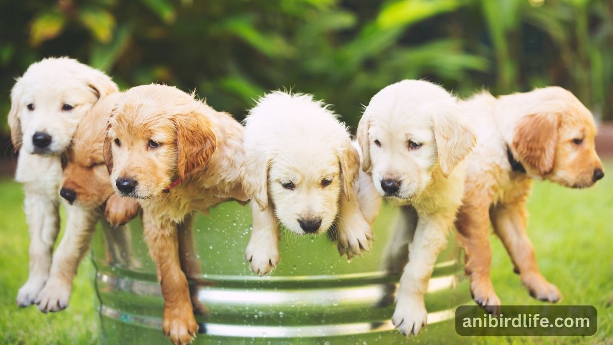 Golden Retriever Puppies