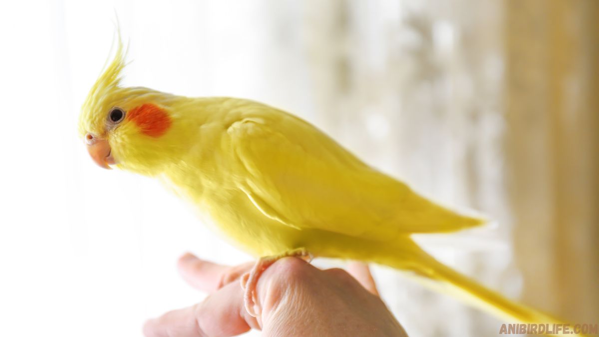 Cockatiel