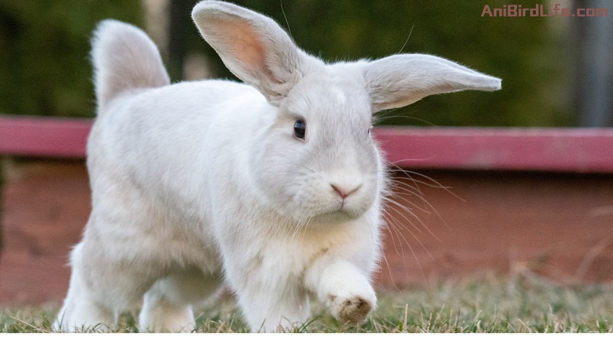 Holland Lop