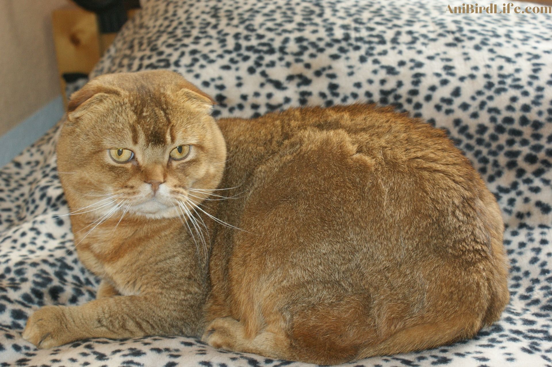 Scottish Folds