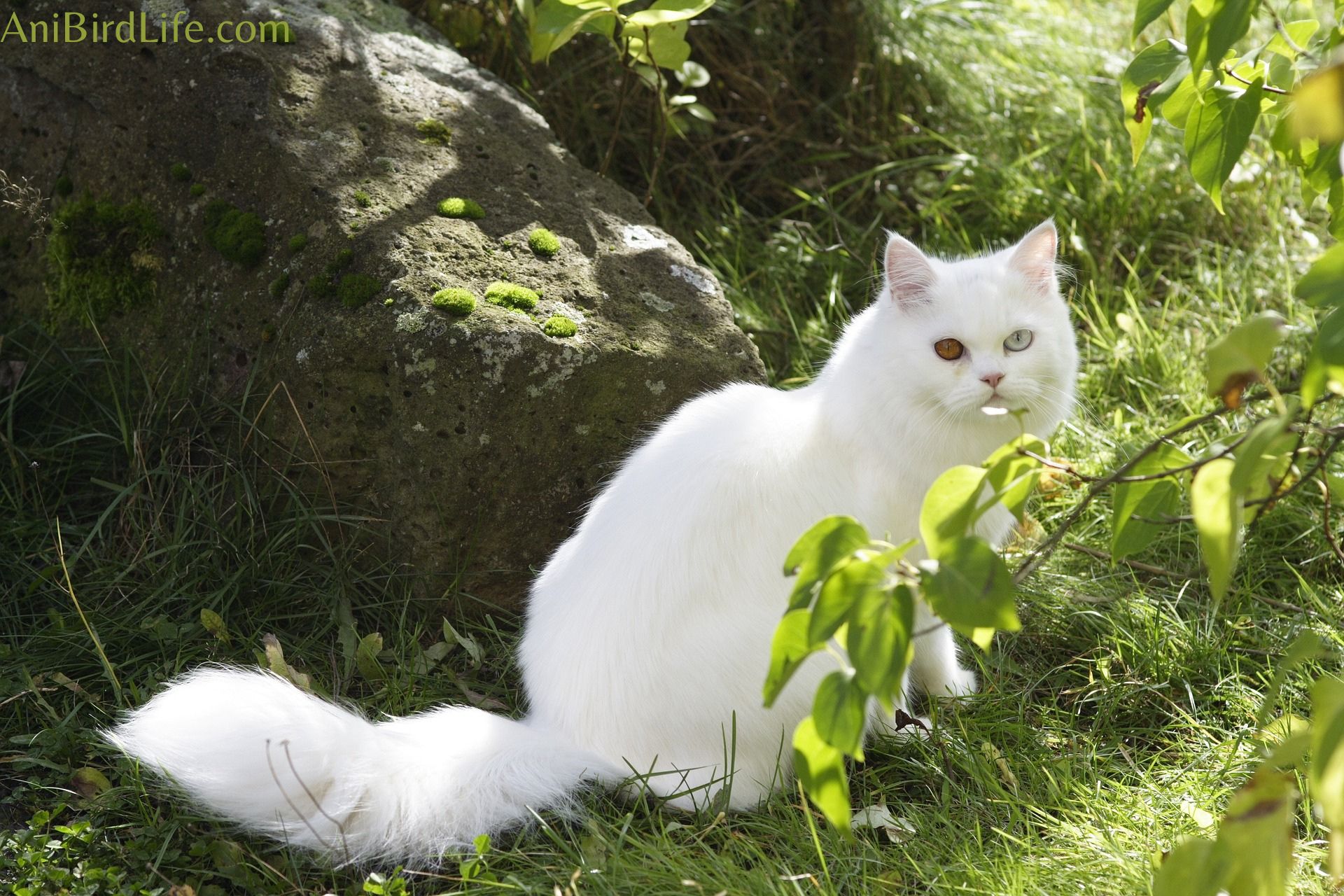 Persian Kitten