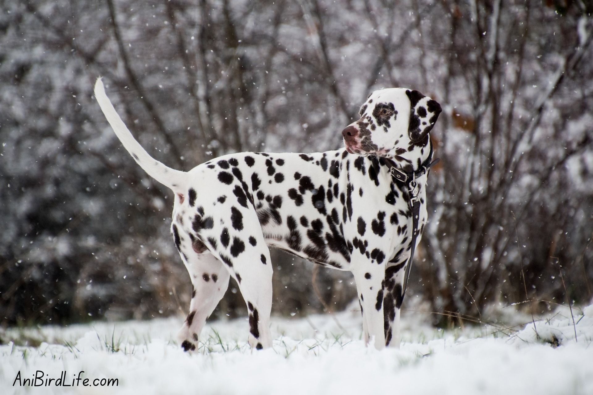 Dalmatians