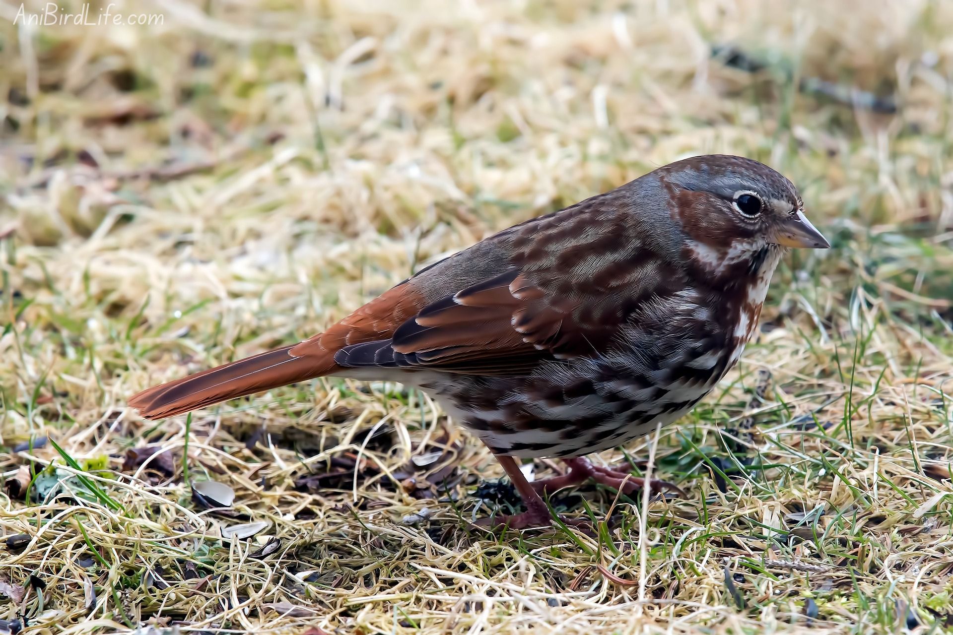 Fox Sparrow