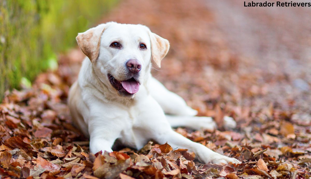 Labrador Retrievers