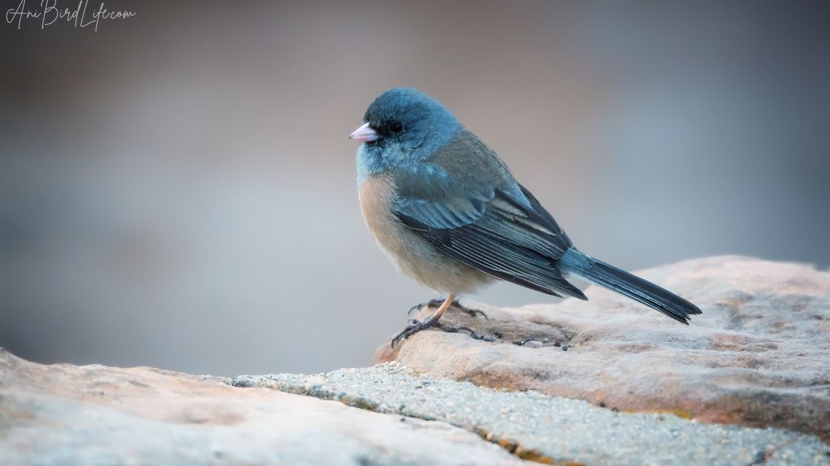 Dark-Eyed Junco