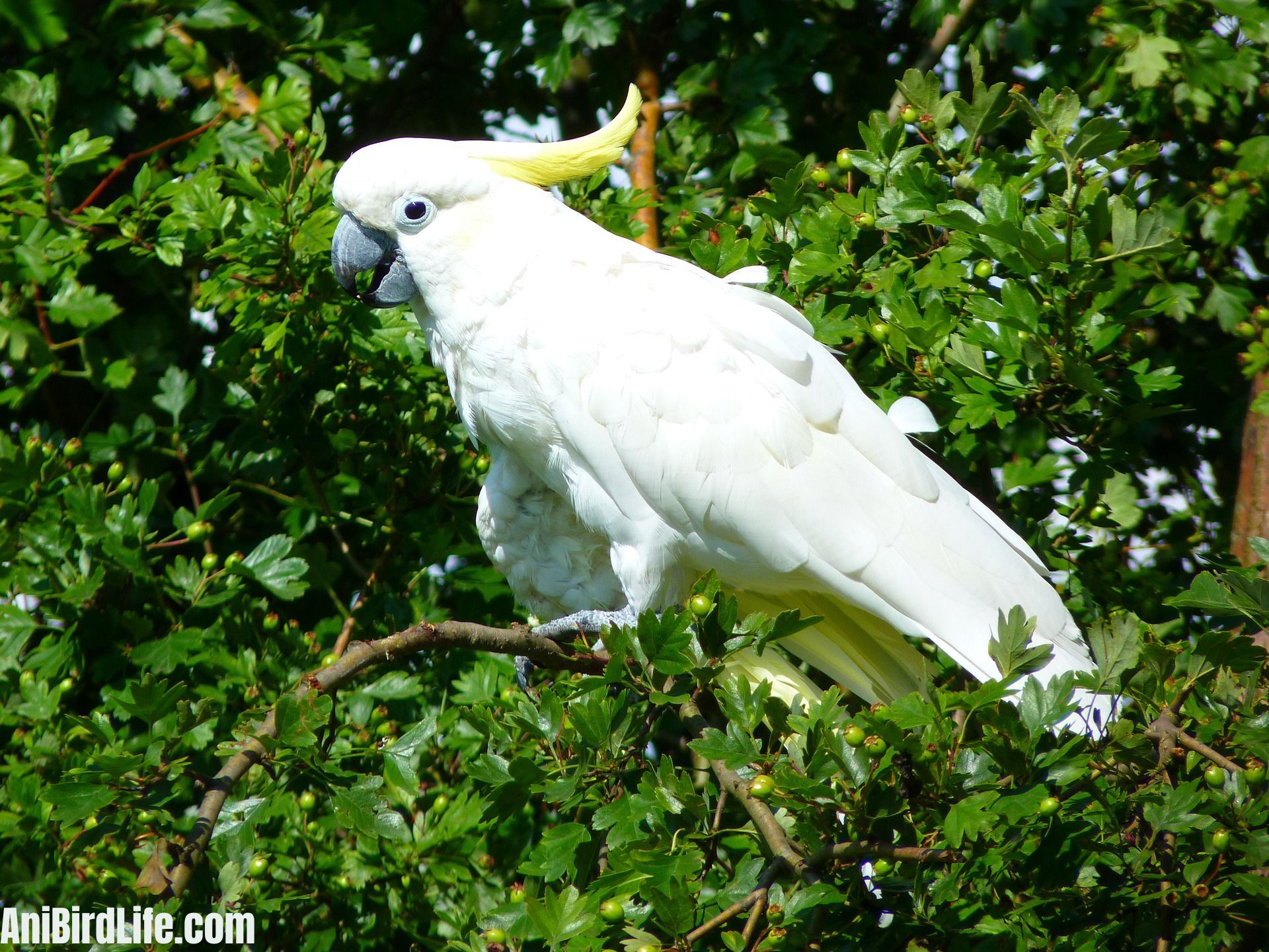 Cockatoos