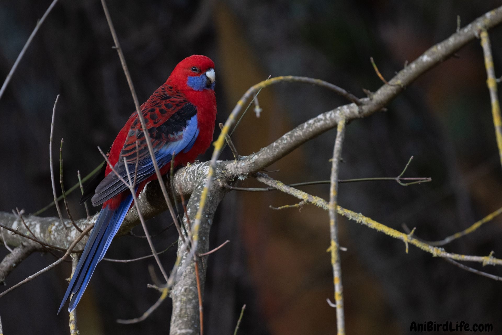 Rosellas