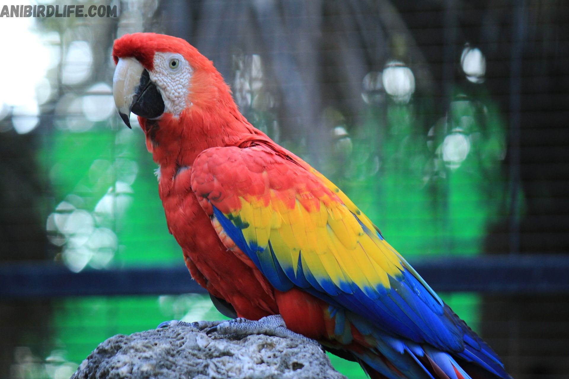 Scarlet Macaw