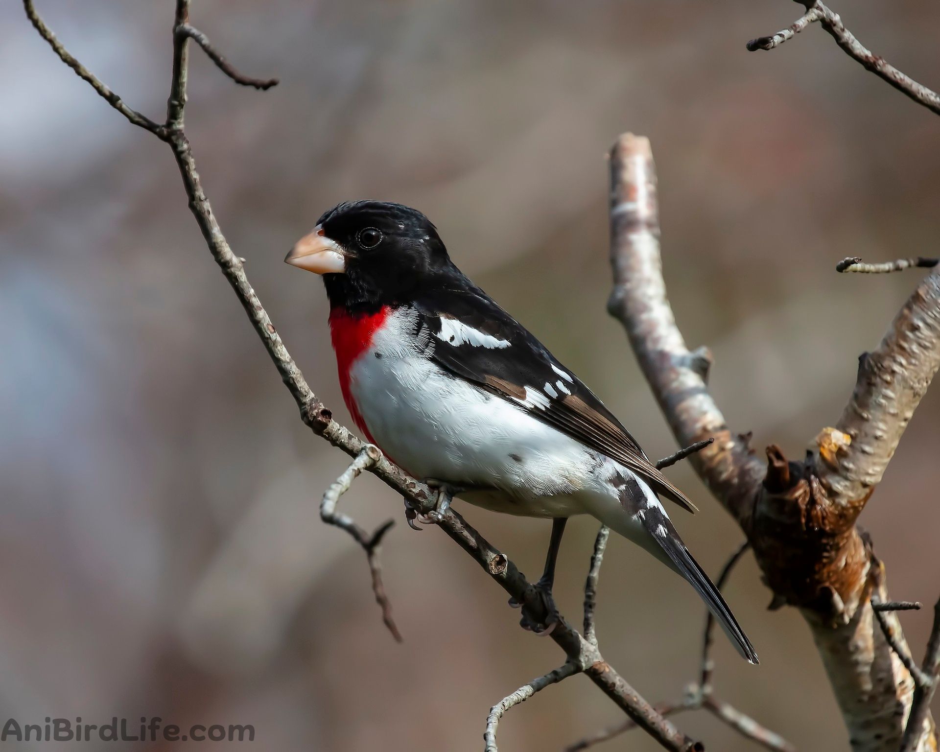 Rose-breasted Grosbeak