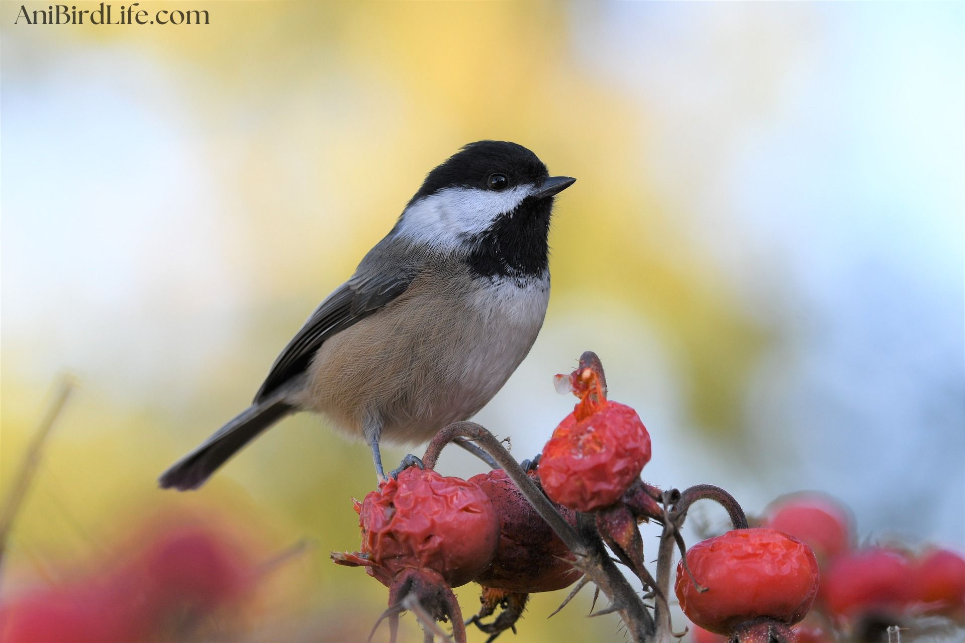 Black-capped Chickadee