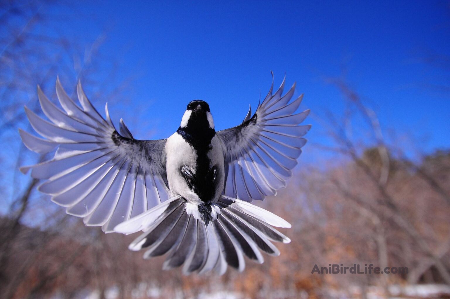 Black-capped Chickadee: An In-Depth Look at Its Behavior and Habitat ...