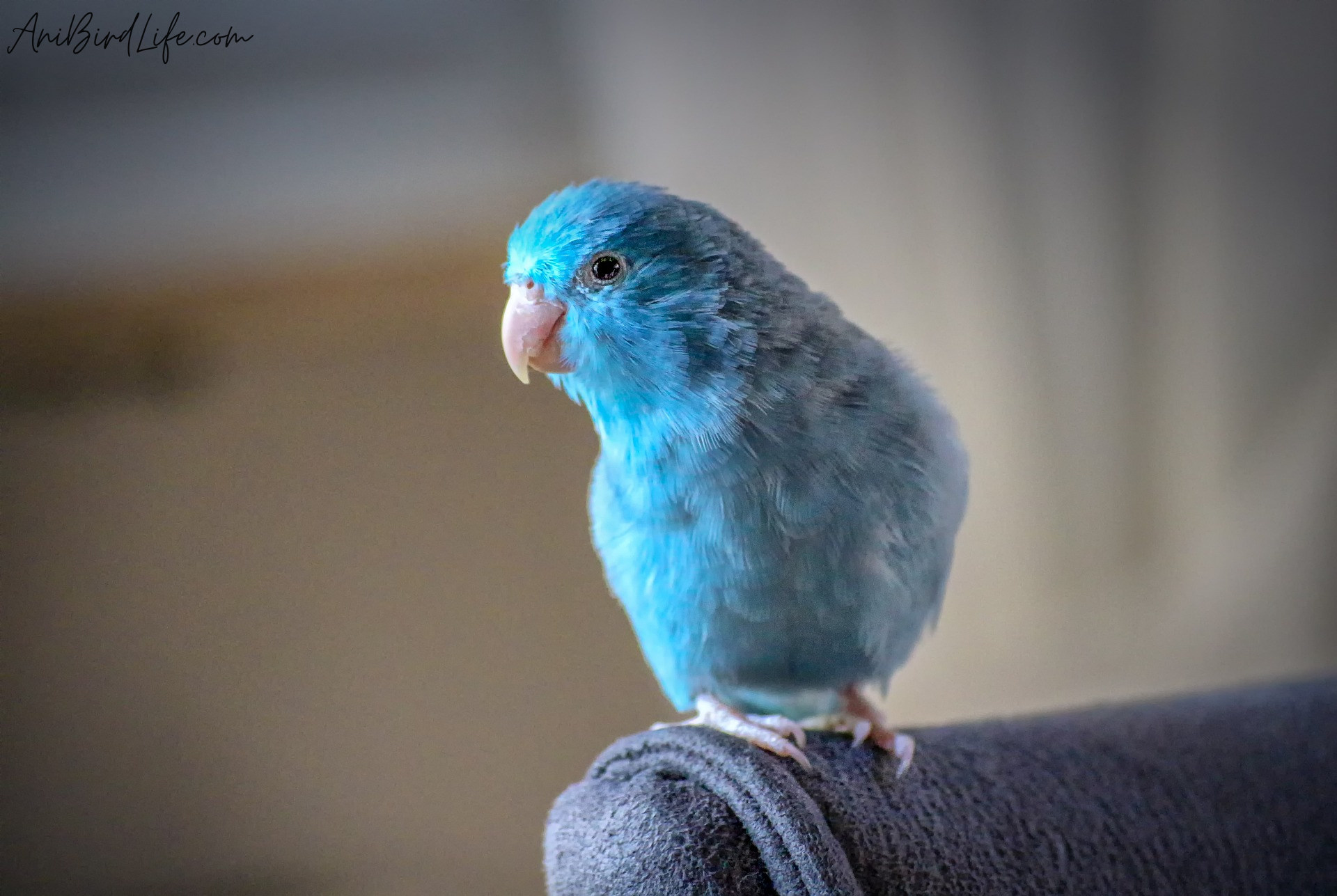 Pacific Parrotlet