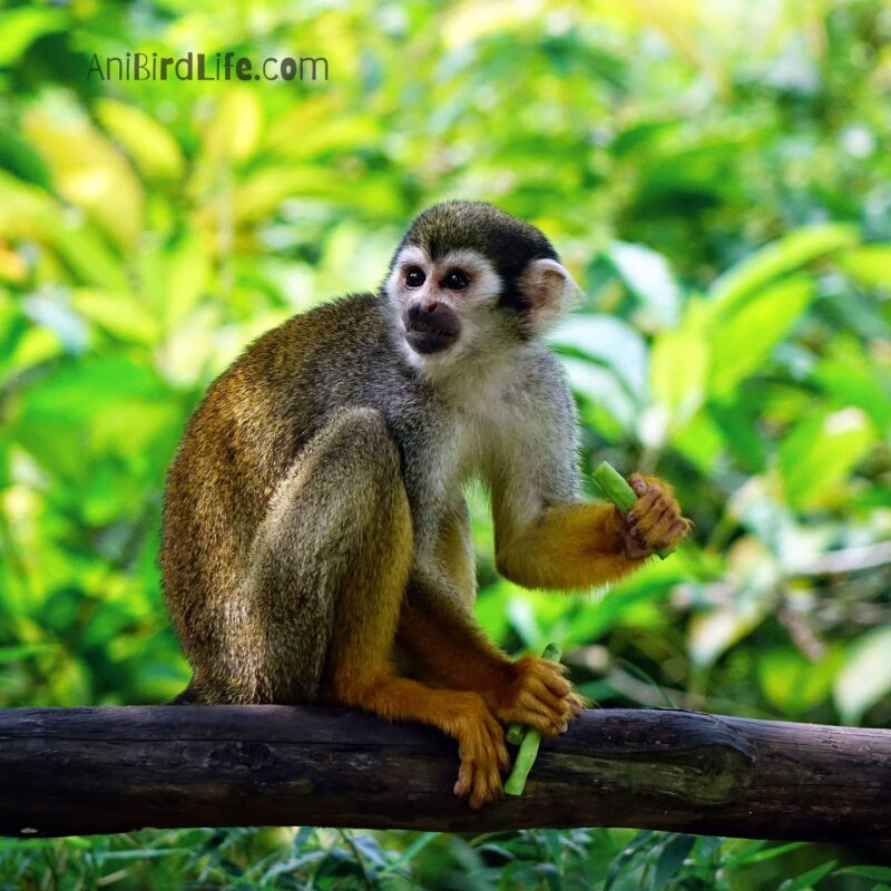 Squirrel Monkeys