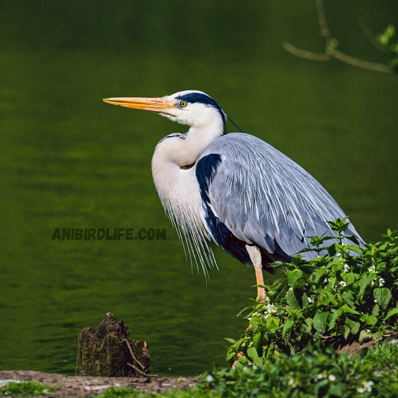 Herons Eat Birds