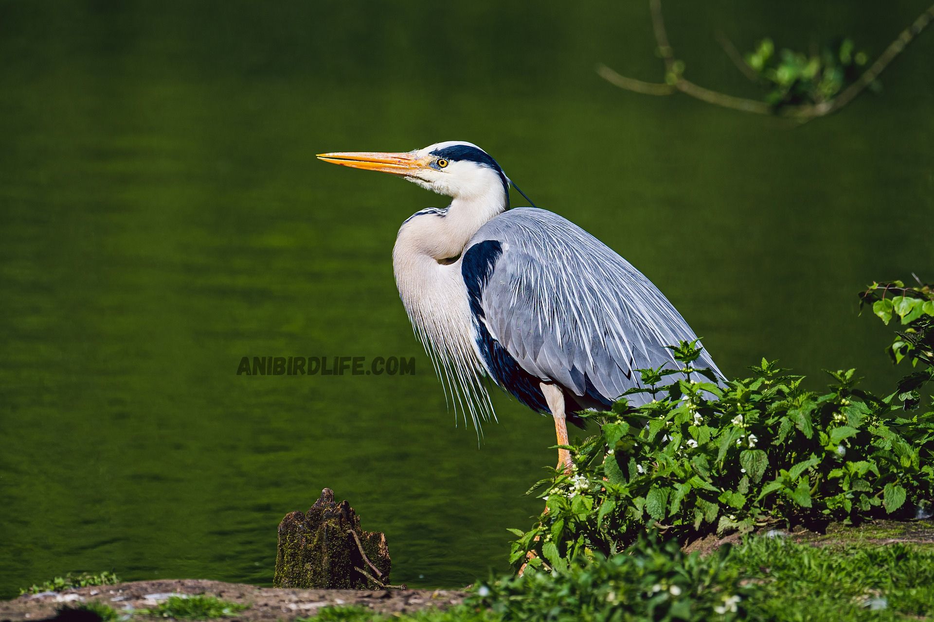 Nature’s Predators: Do Herons Eat Birds?