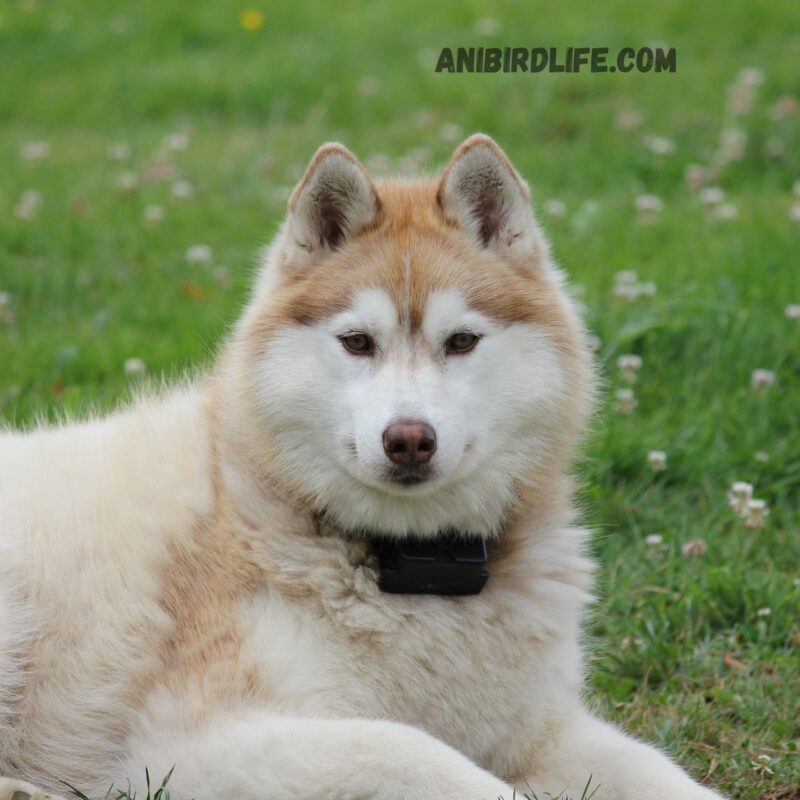 Siberian Husky Breed