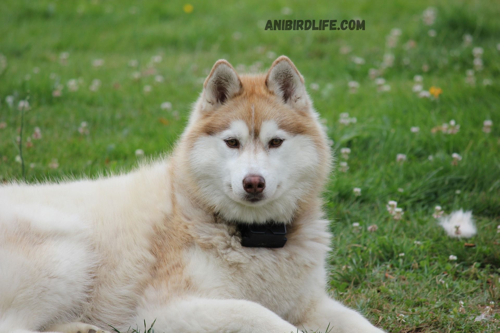 Siberian Husky Breeds Explained: History, Personality, and More 