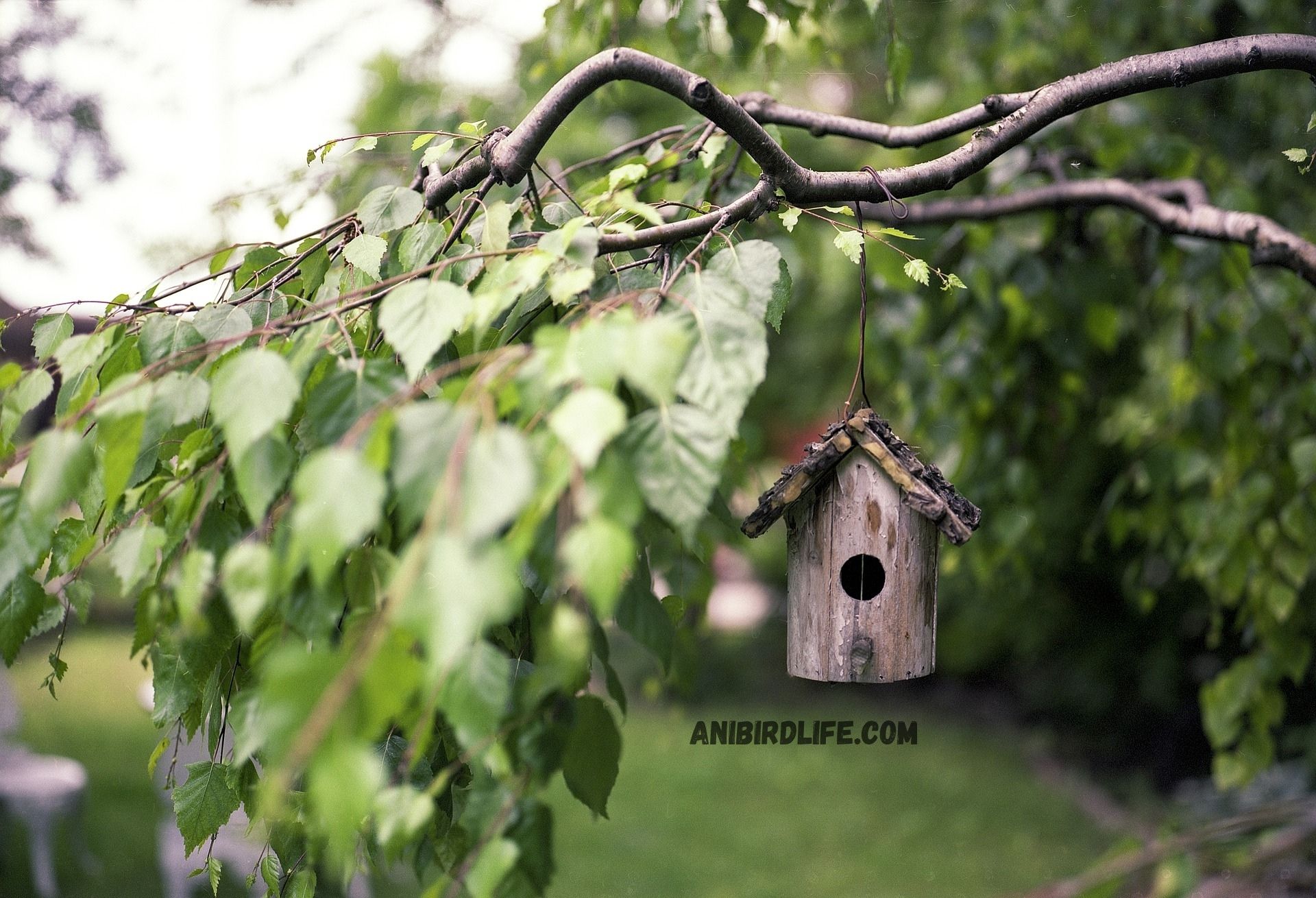 Top 15 Backyard Birds and How to Identify Them by Their Calls 