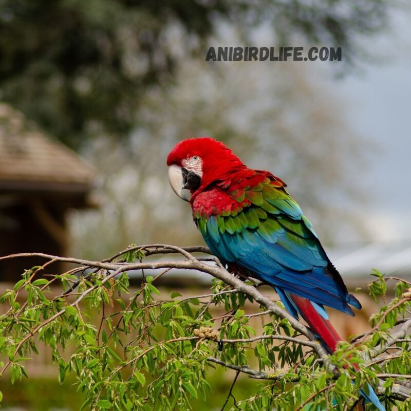 Talking Parrots