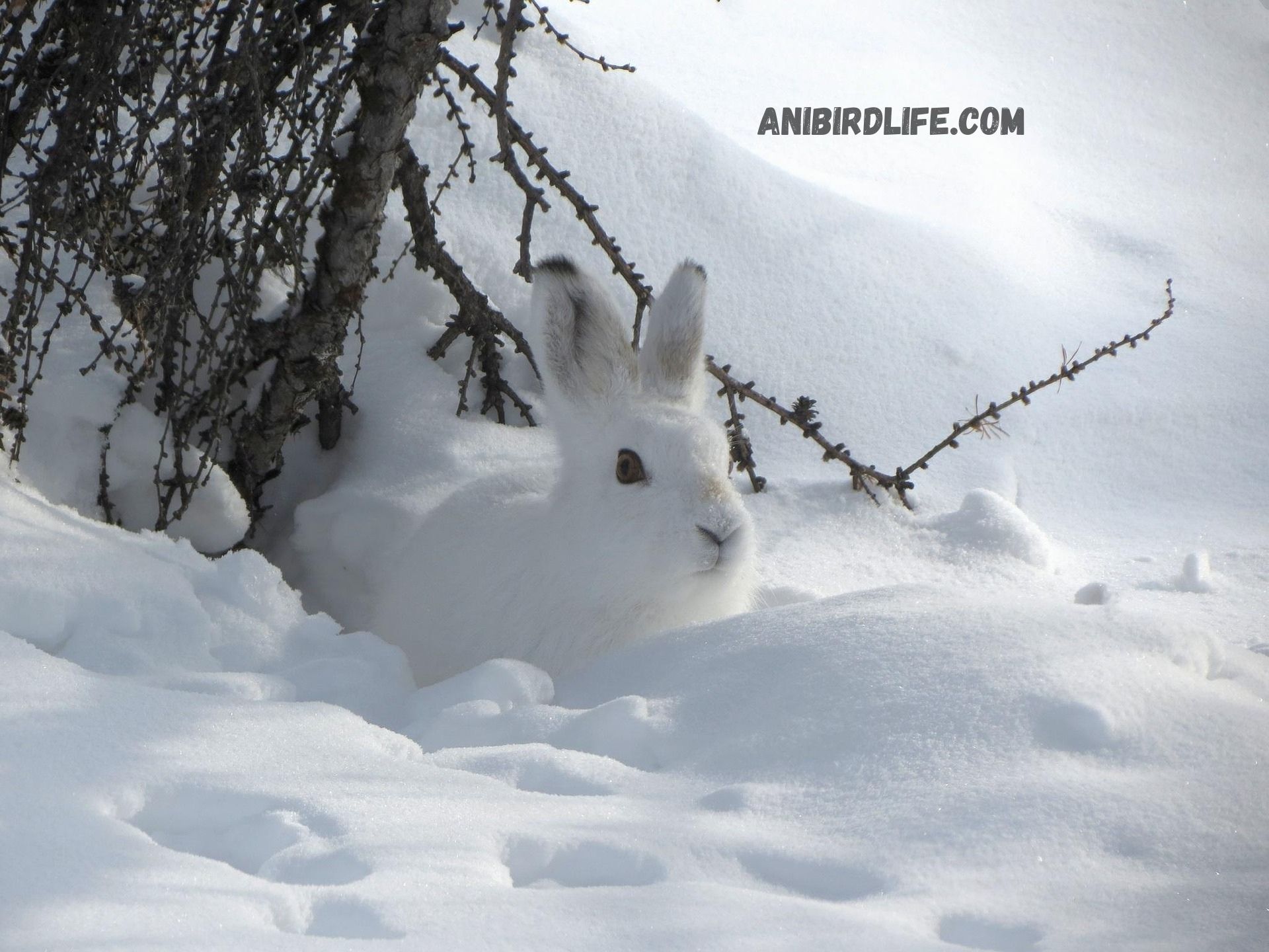 Animals That Turn White in Winter: Nature’s Masters of Camouflage