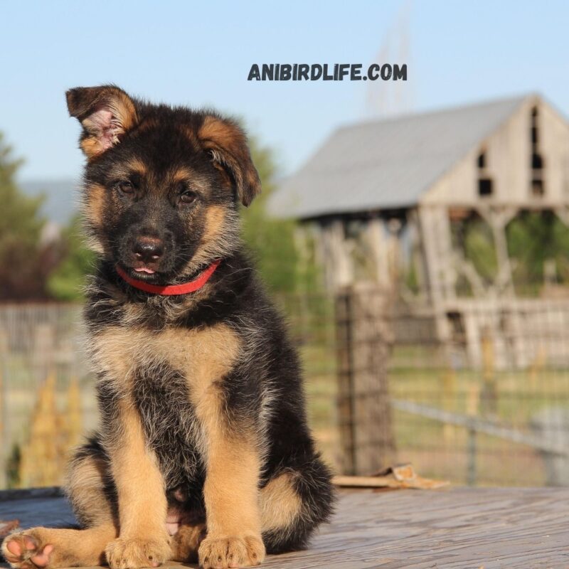 German Shepherd Puppies