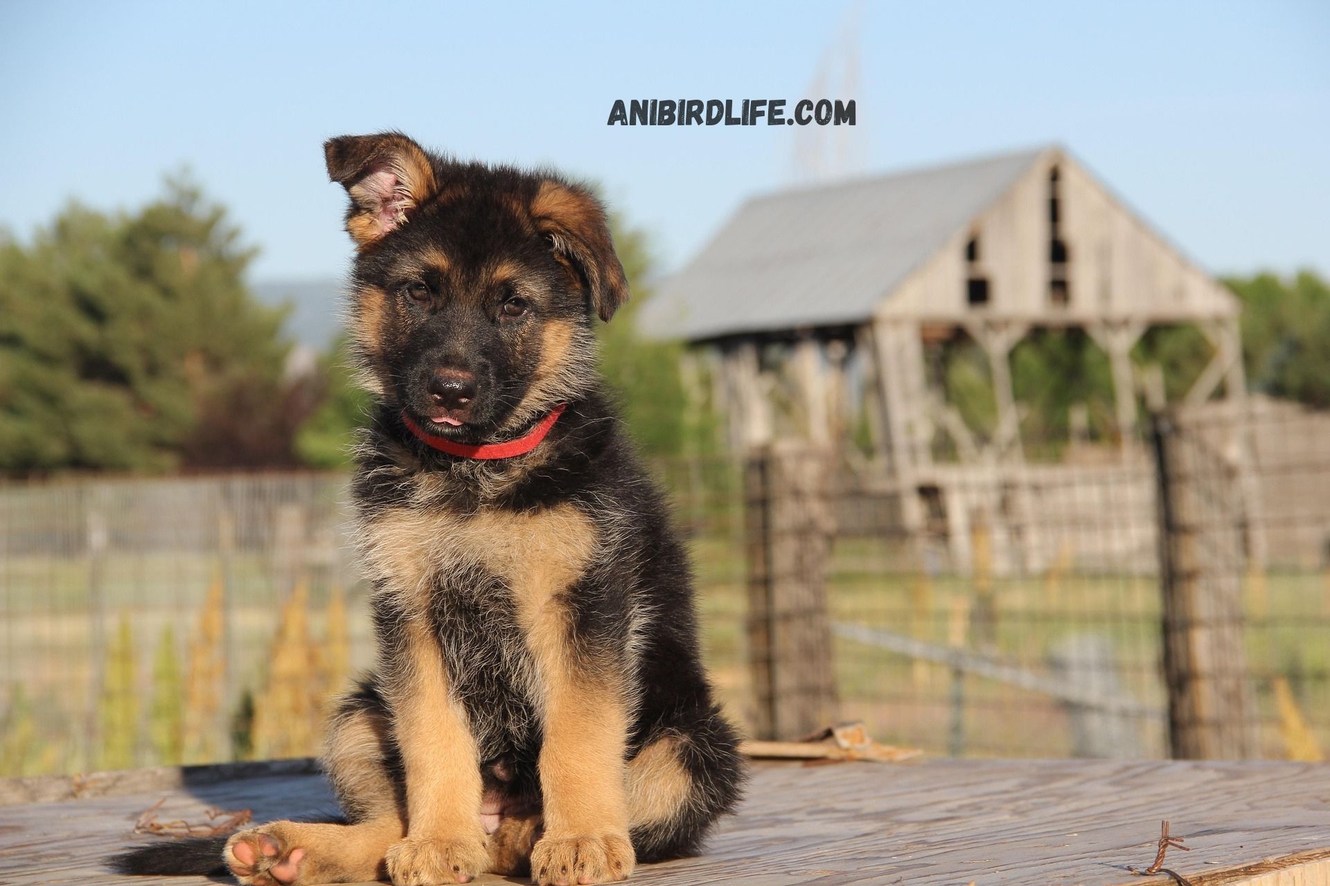 German Shepherd Puppies: Temperament, Care, and Training