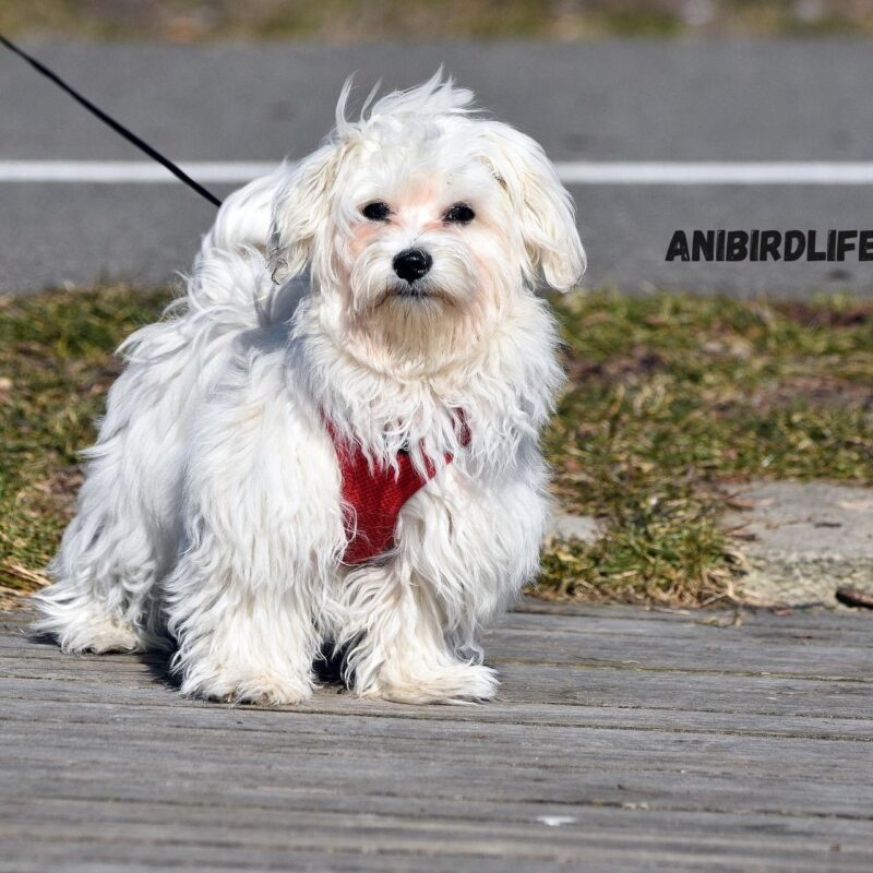 Maltese Dogs