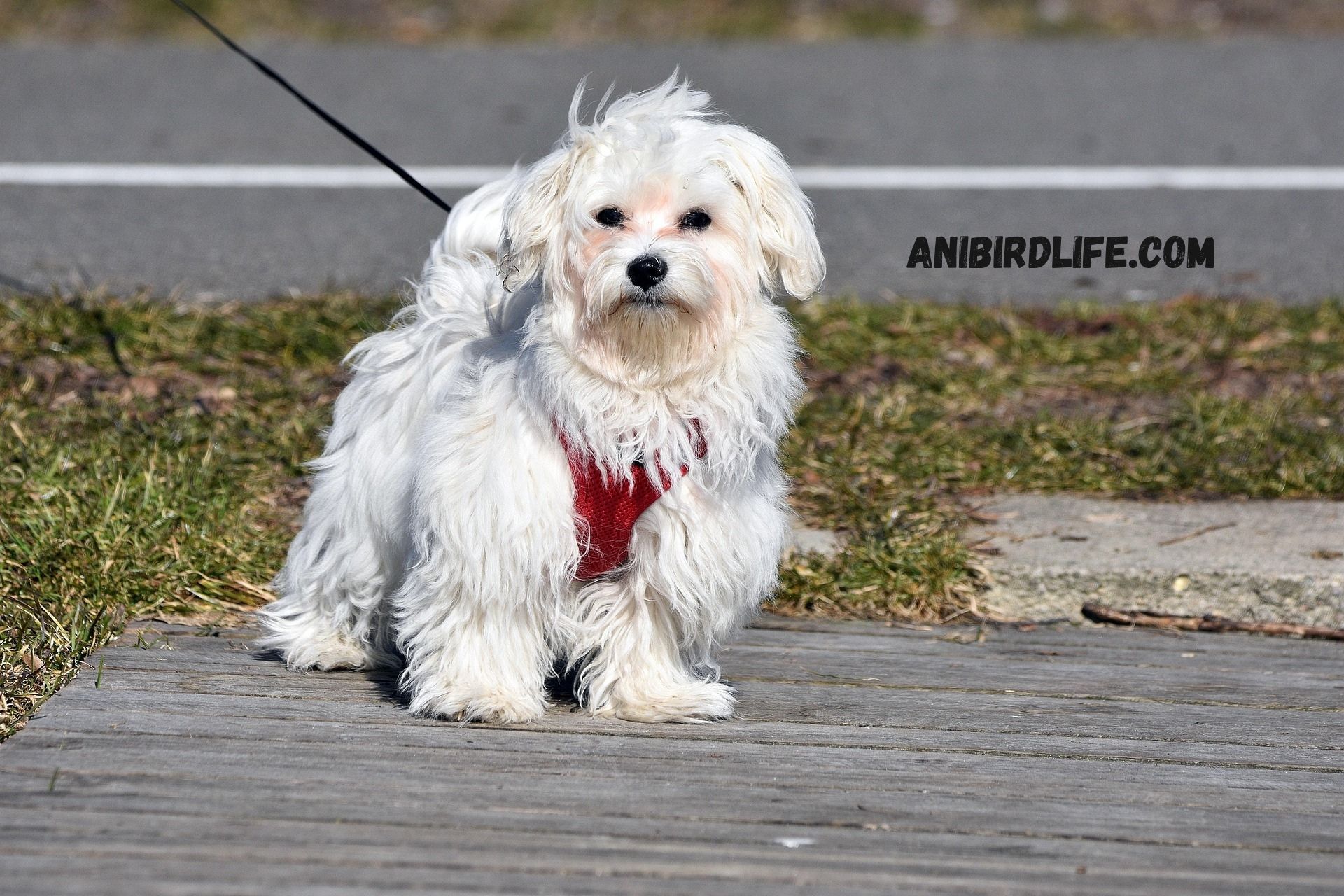 How Long Do Maltese Dogs Live?