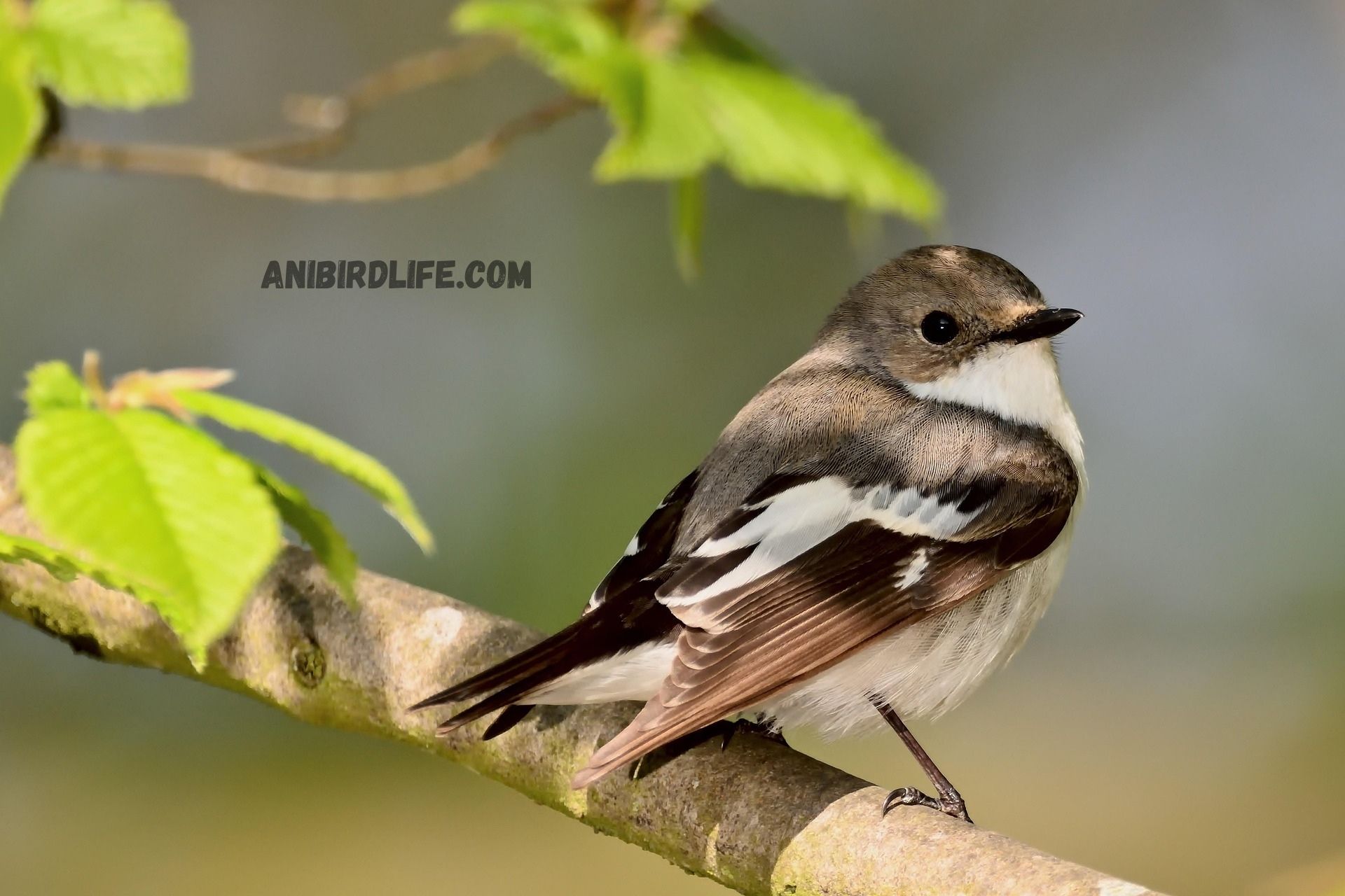 Climate Change Impact on Birds