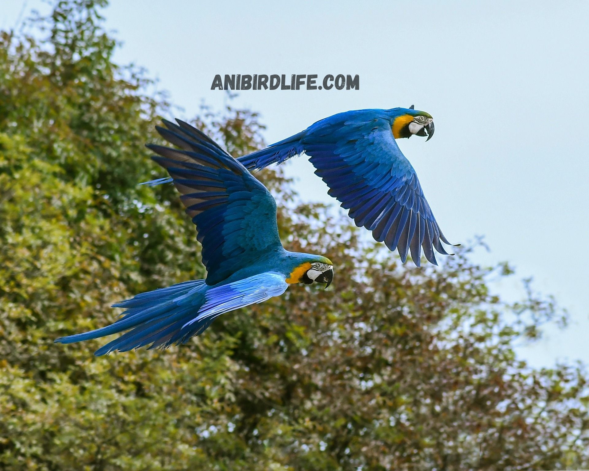 The Best Bird Food for Your Parrot