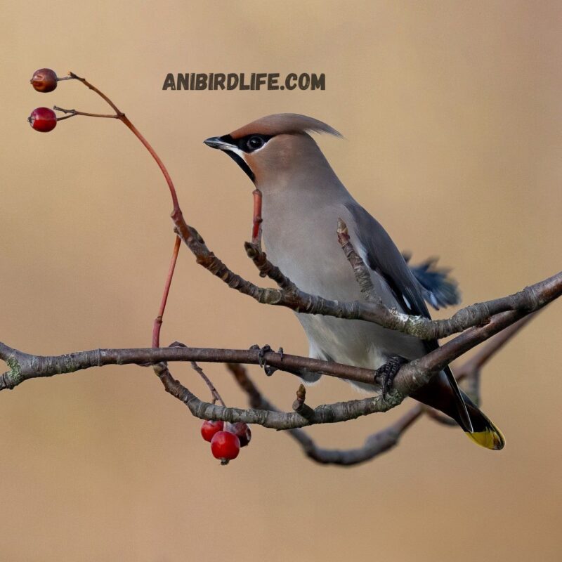 Bird Breeds