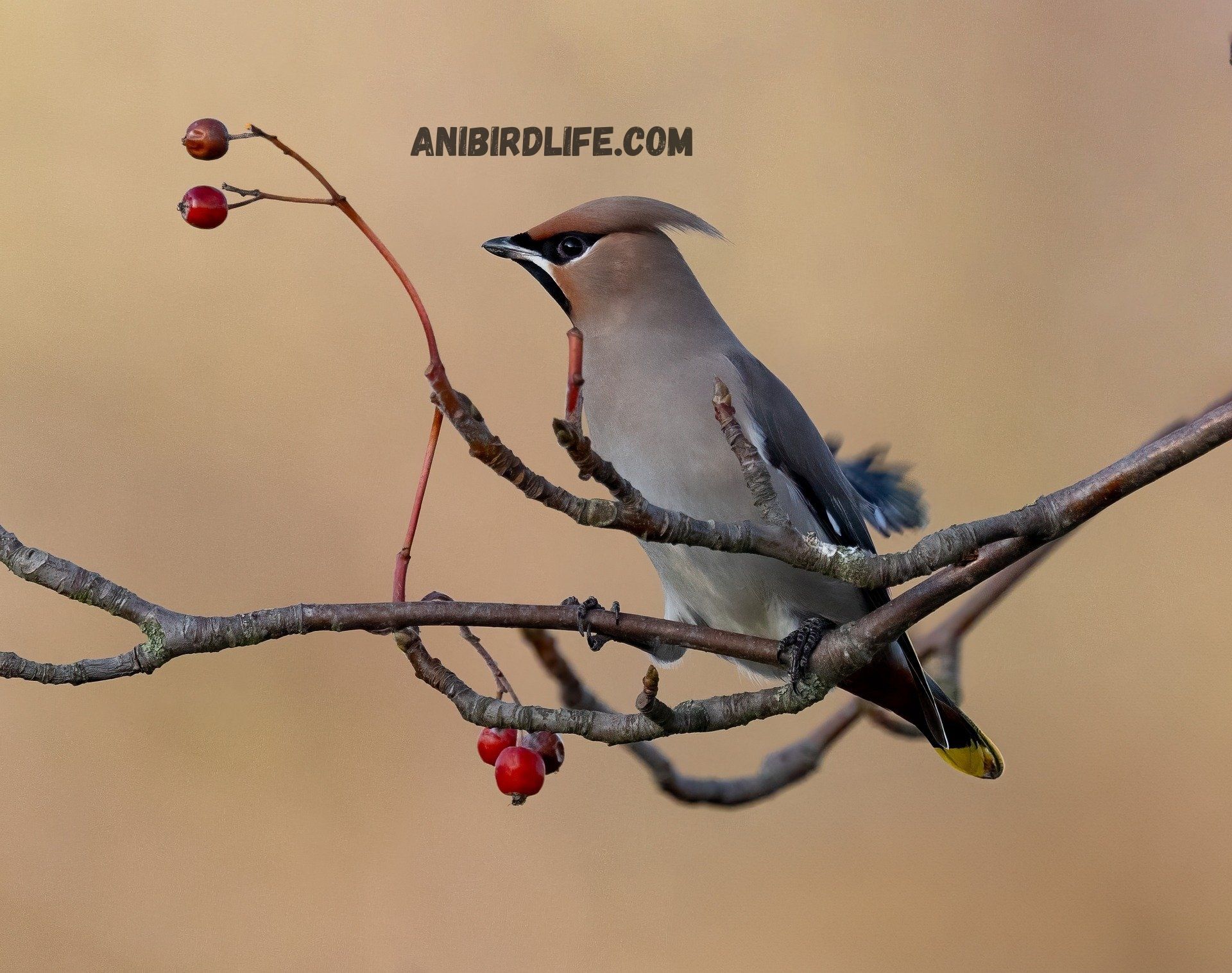 Discover 20 Unique Bird Breeds: Rare and Exotic Species You’ll Love