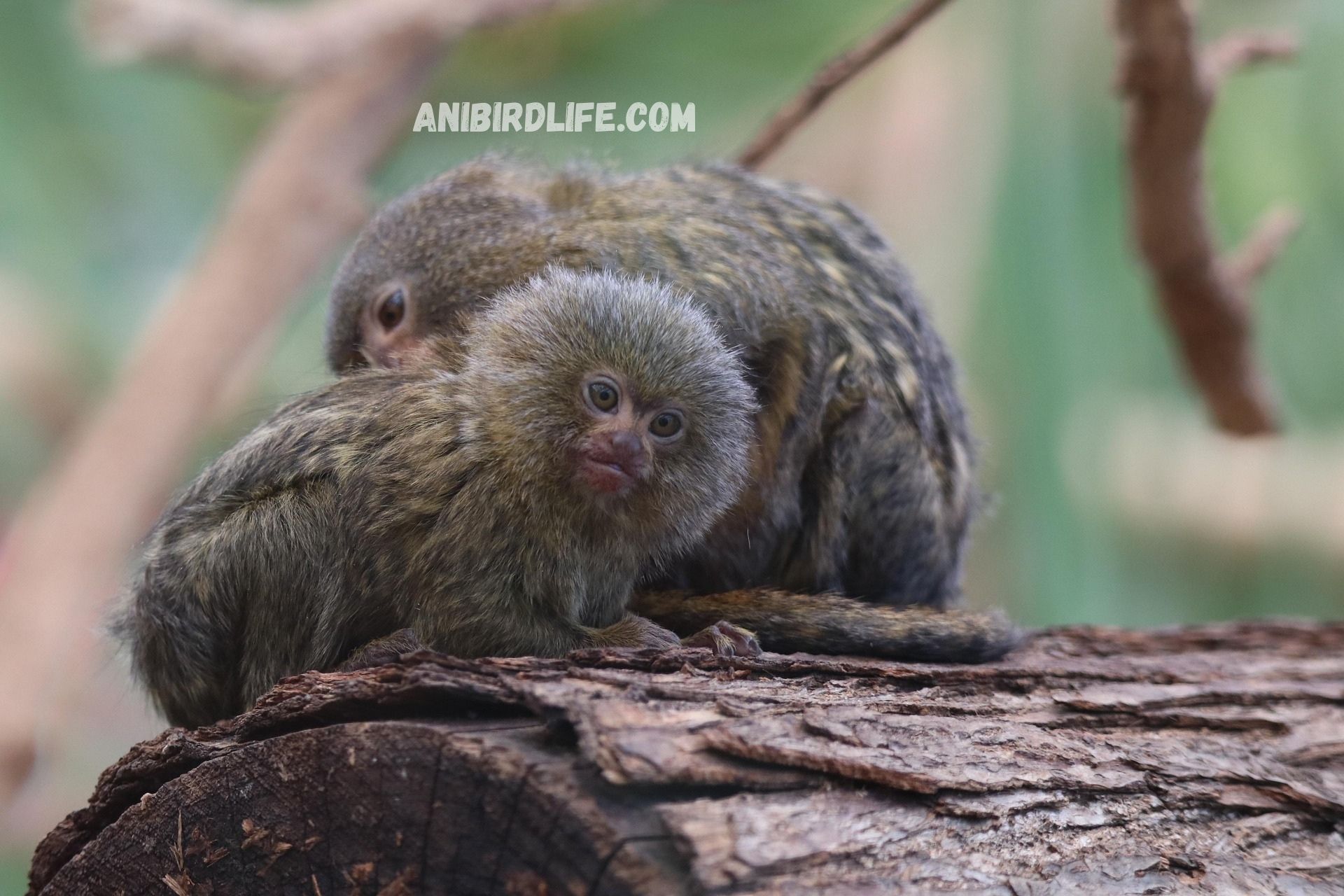 Tiny but Mighty: The Cutest Small Animals in Nature