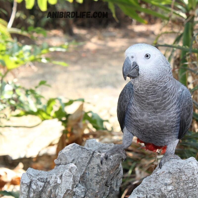 African Grey Parrots