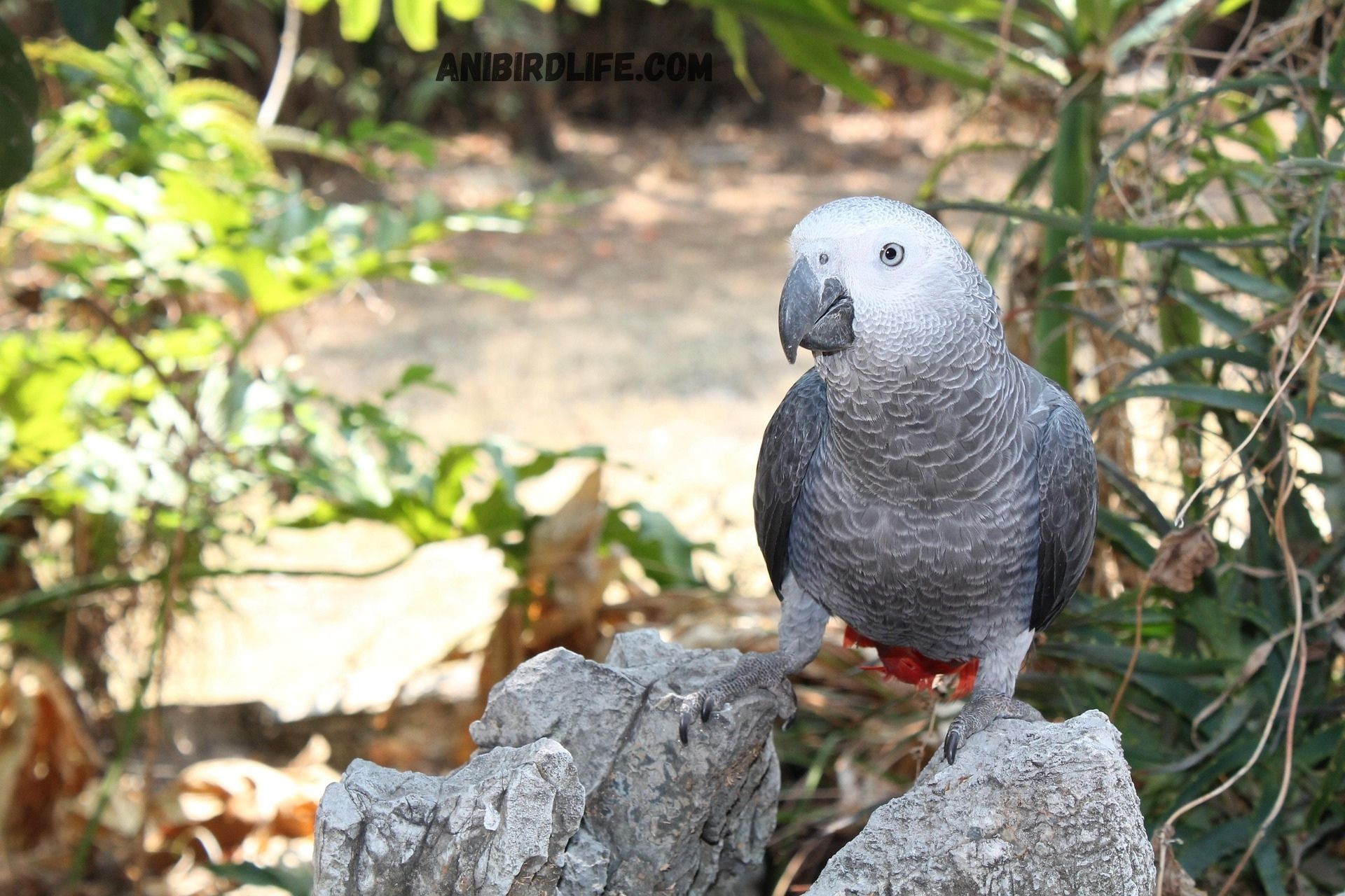 African Grey Parrots: The Geniuses of the Avian World