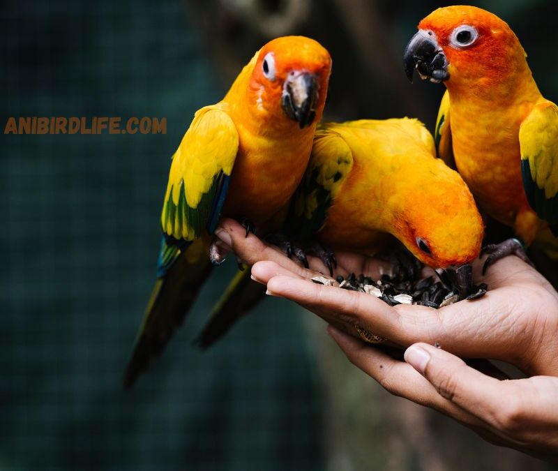 Hypoallergenic Parrot Breeds