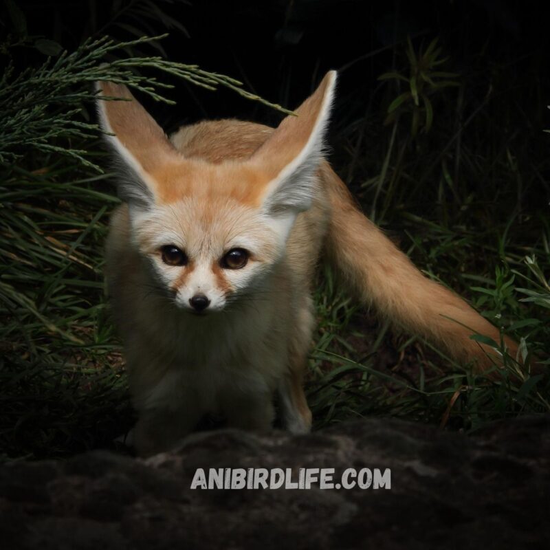 Fennec Fox