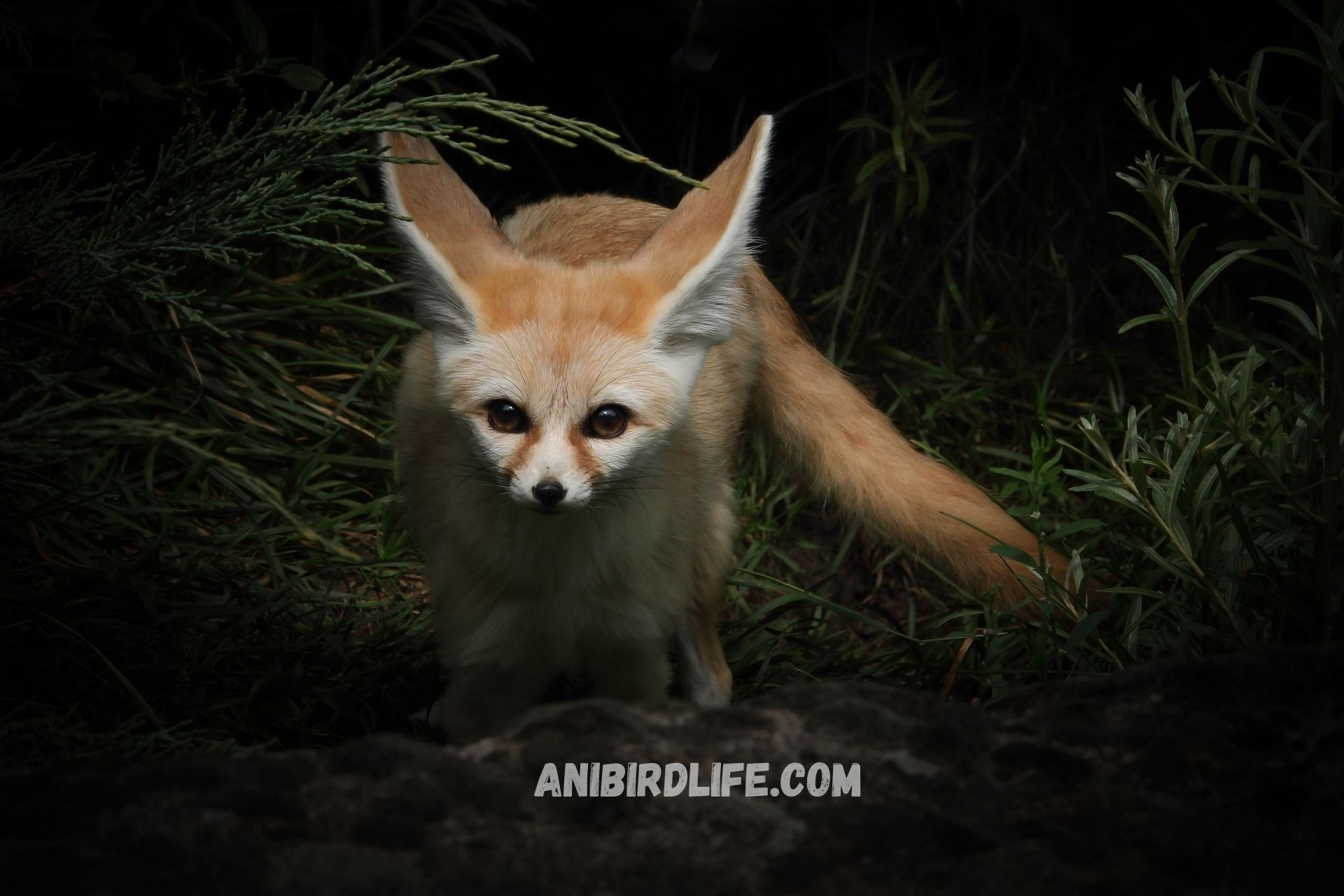 Why the Fennec Fox is the Cutest Desert Predator