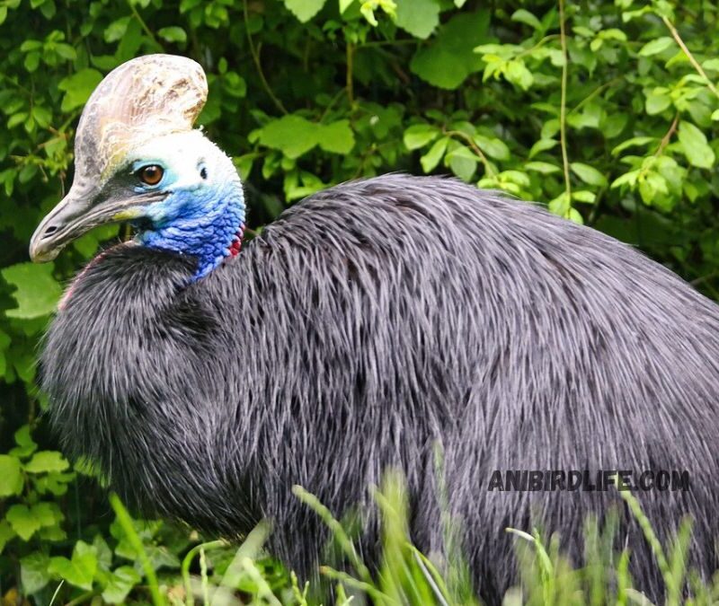 Southern Cassowary