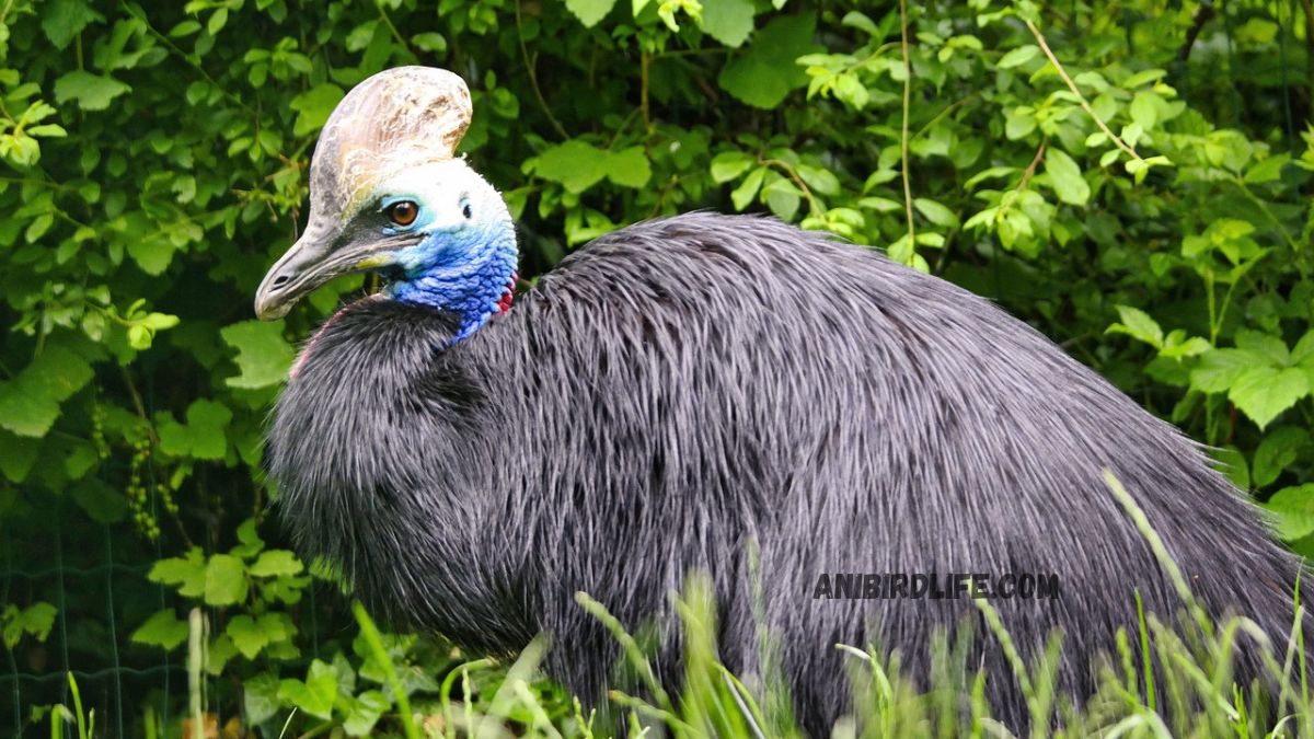 The Intriguing Southern Cassowary, Casuarius Casuarius