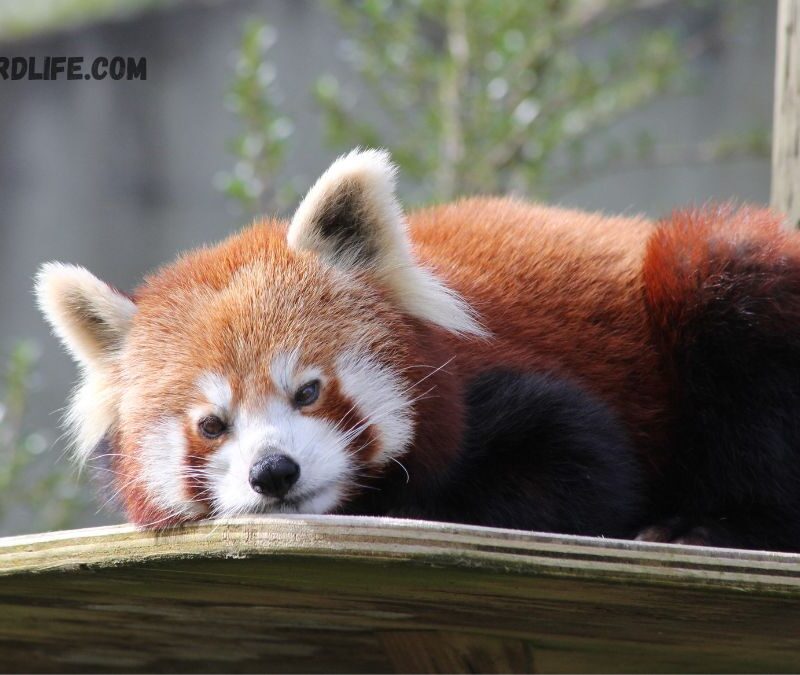 Red Pandas