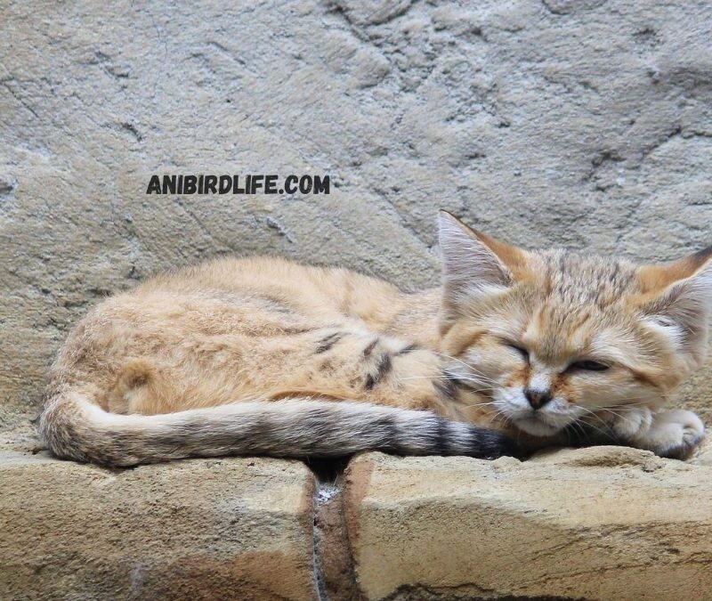 Sand Cats