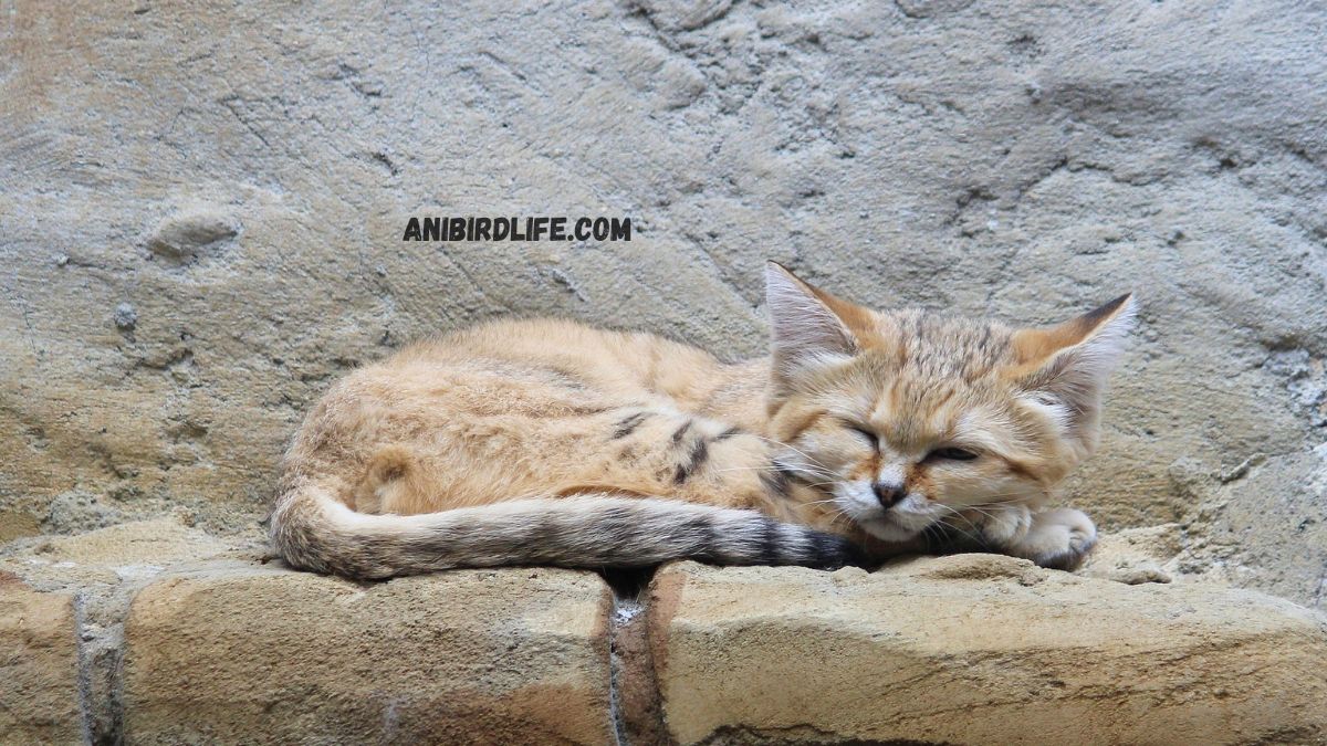 Sand Cats: Nature’s Desert Ghosts