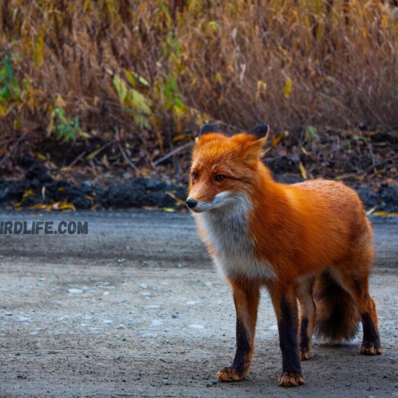 Red Fox