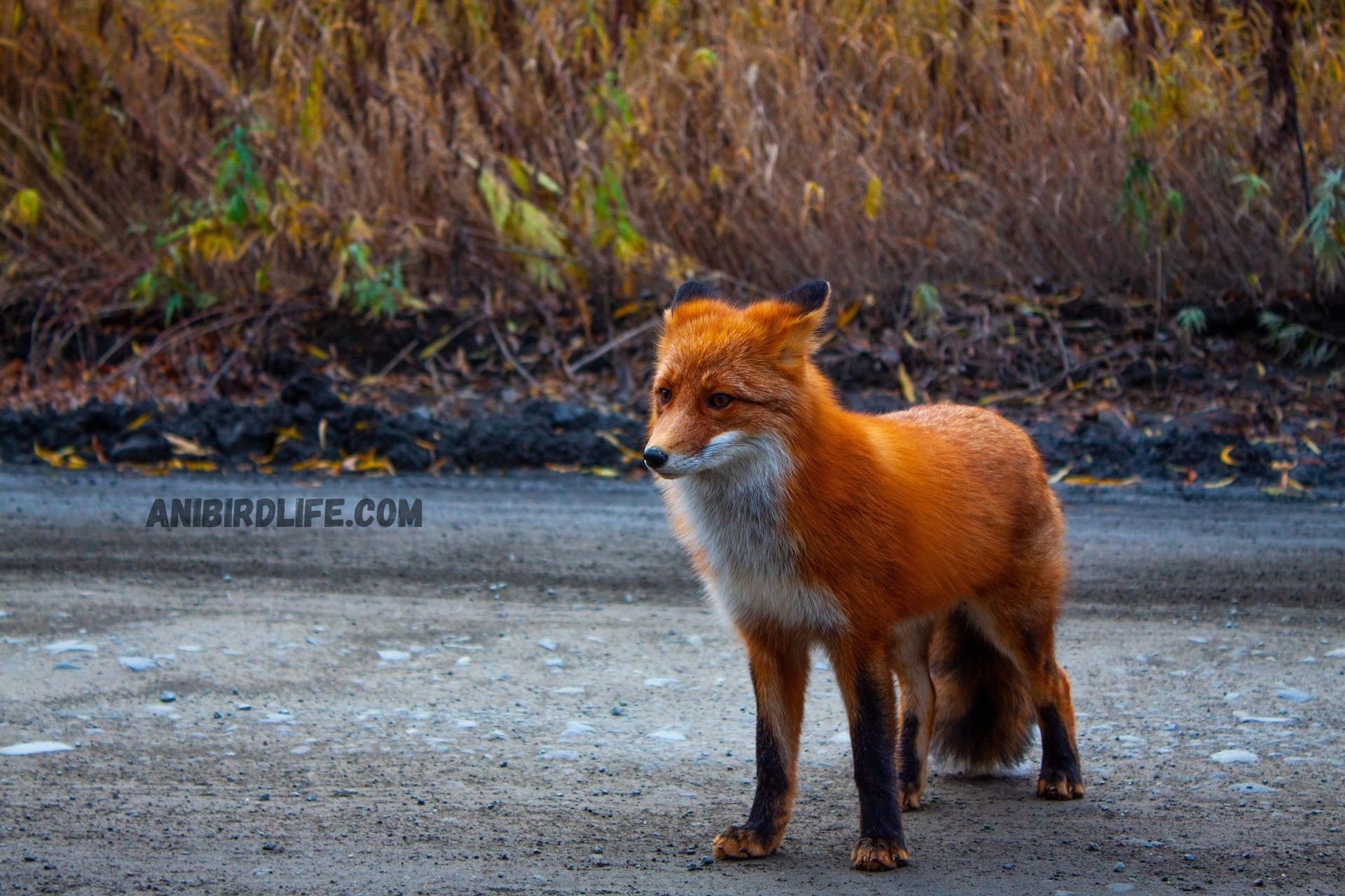 Red Fox: Guardian of the Woodlands