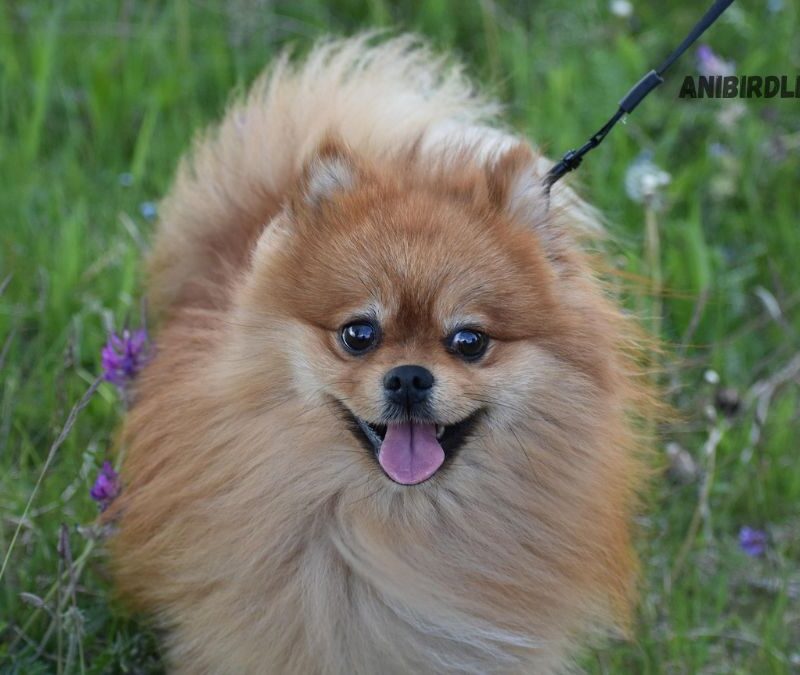 German Spitz