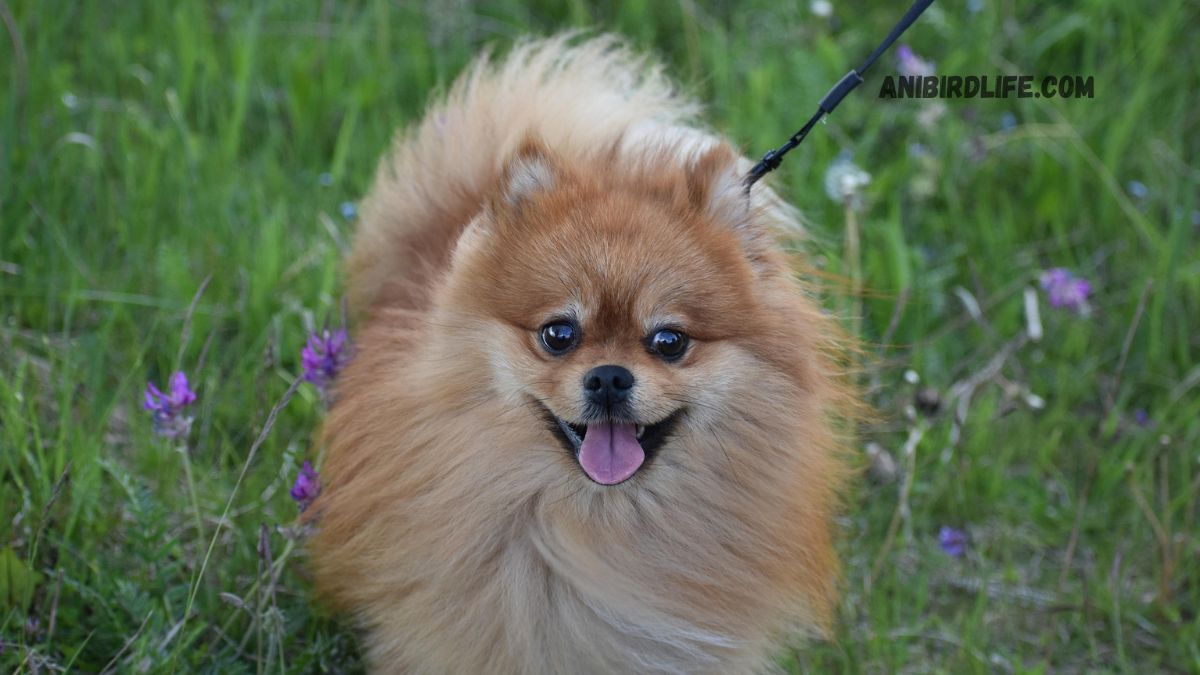 German Spitz vs. Pomeranian: What’s the Difference?