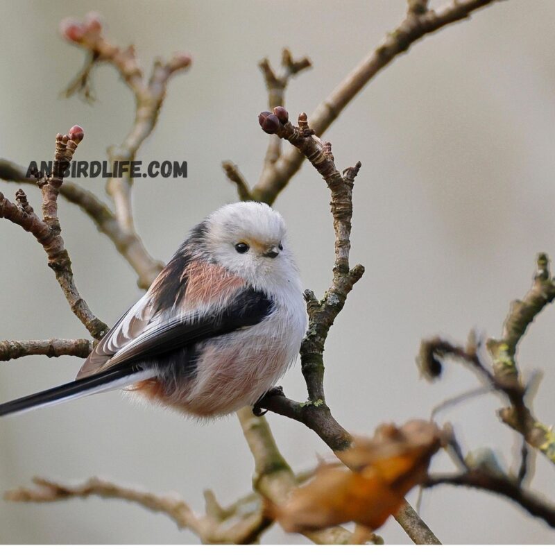 Long-tailed Tit