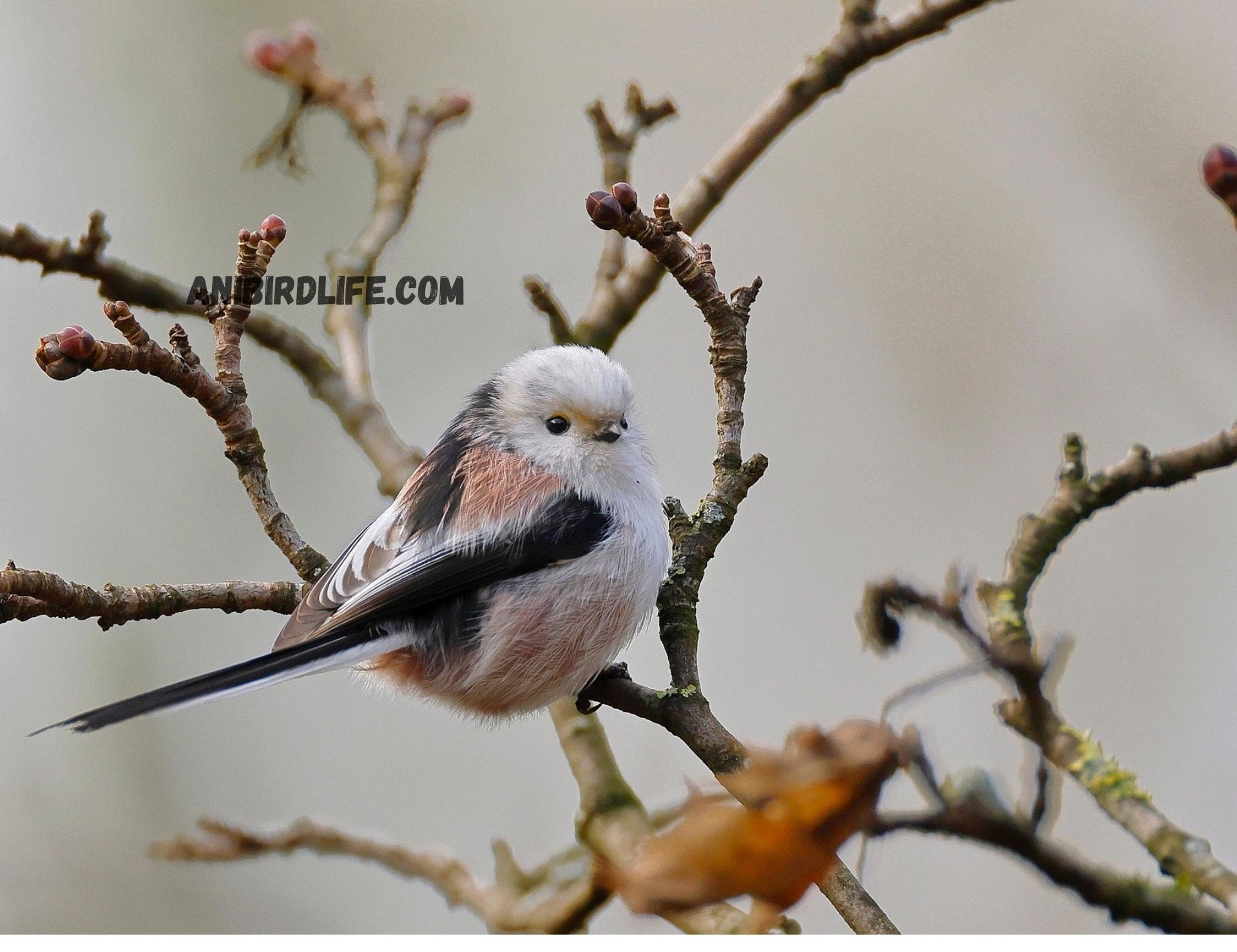 The Delicate Beauty of the Long-tailed Tit